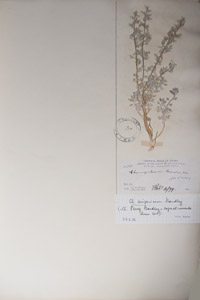 Herbarium Sheet of K 134